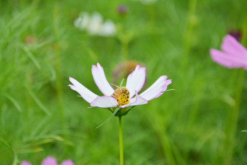 格桑花与蜜蜂