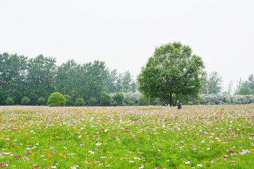 清新花田