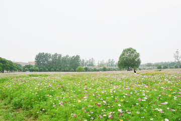 格桑花花海