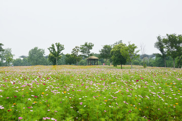 花田