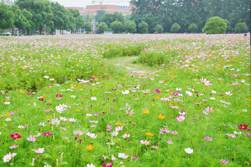 清新格桑花田