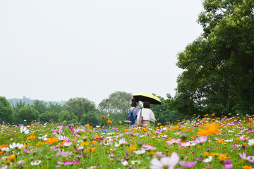 格桑花丛