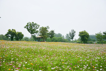 格桑花