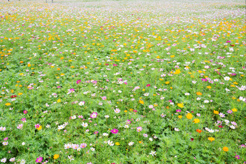 桑花花海