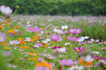 格桑花花田