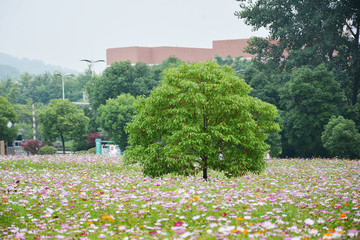 花田小树