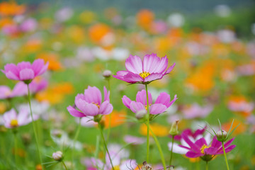 唯美格桑花