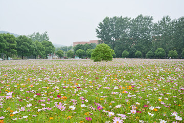 格桑花花海