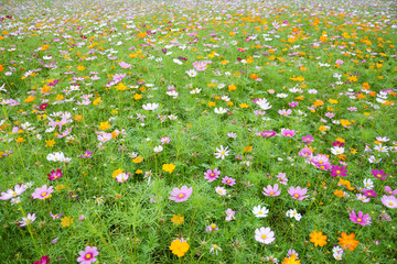 格桑花花海