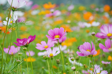 唯美格桑花