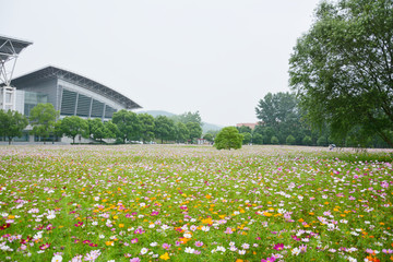 格桑花花田