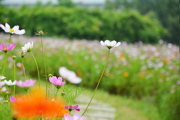 格桑花开