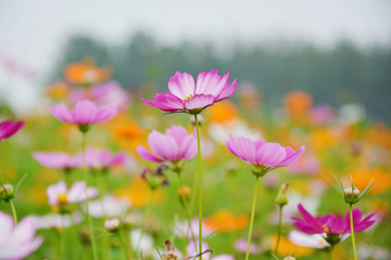 唯美格桑花