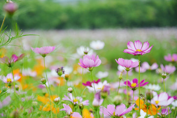 小清新格桑花丛