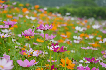 格桑花丛