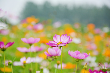 清新格桑花