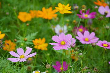 格桑花丛