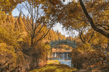 秋树拱桥