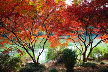 水边枫树红