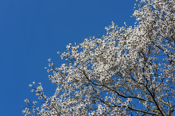 广玉兰花树