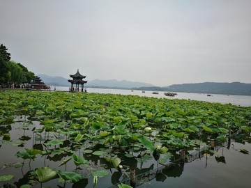 曲院风荷