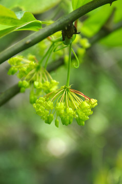 金刚藤花