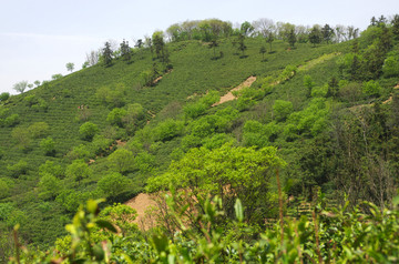 茶山春色