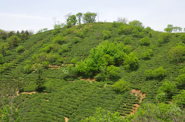 施集茶山