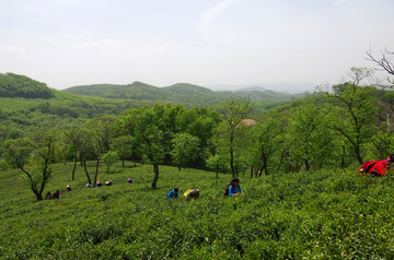 驴友登山 茶园