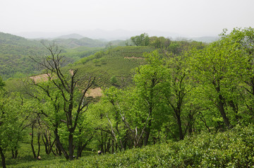 青山群山远山