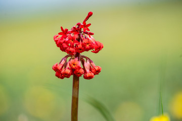 胭脂花