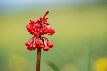 胭脂花