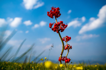 胭脂花