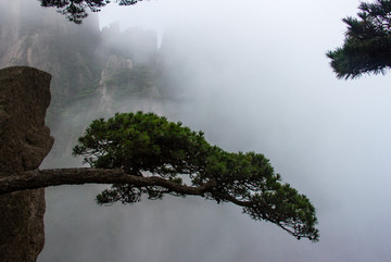 黄山松 黄山