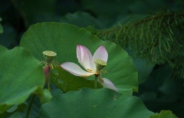 荷花 莲蓬 残荷