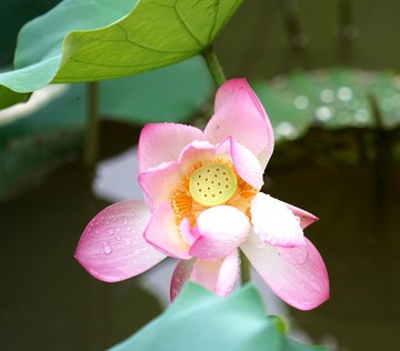 莲花 雨荷 背景 高清