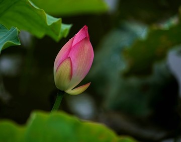 花蕾 高清 背景