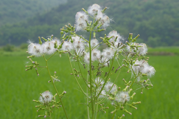 花絮随风飘