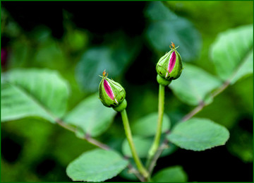 玫瑰花  花蕾