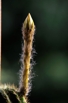 仙人球花