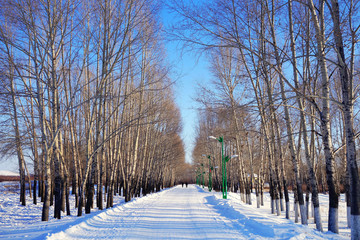 雪原杨树林小路