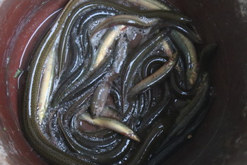 鳝鱼泥鳅 （4）