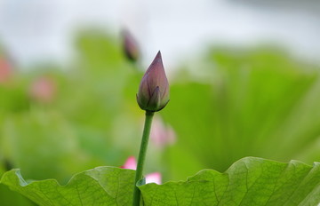 荷花花苞