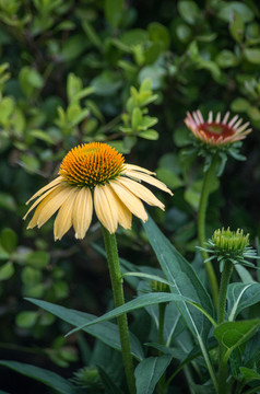 松果菊