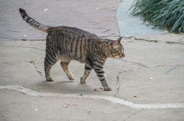 野猫