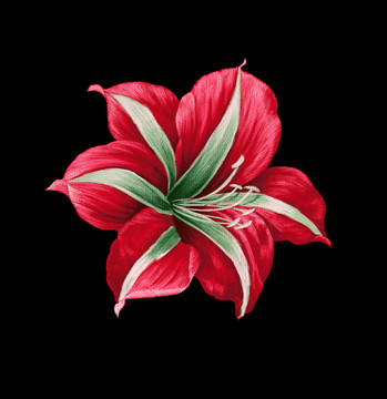 百合花頭