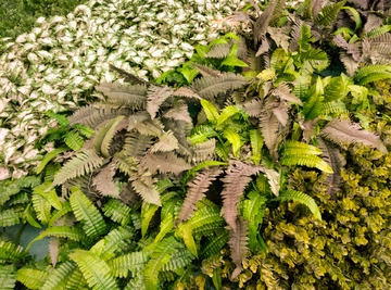 植物墙 装饰