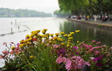 杭州西湖花卉盆栽街景