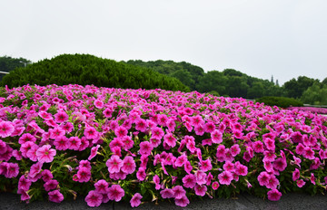 东方绿洲花海