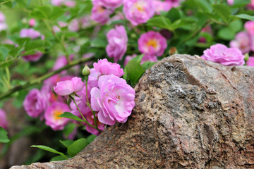 花与石